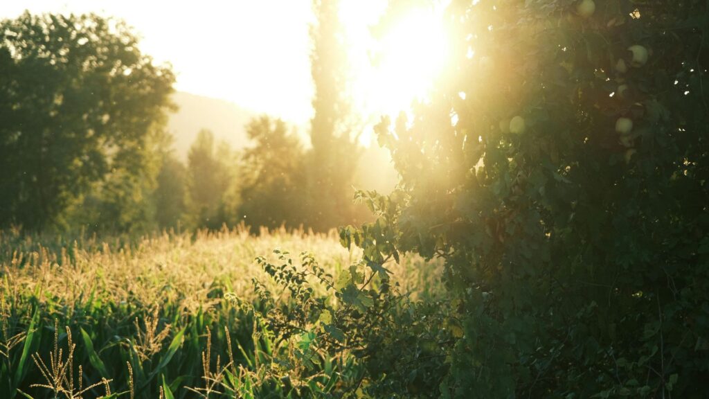 Natural Aging & Weight Loss (1)