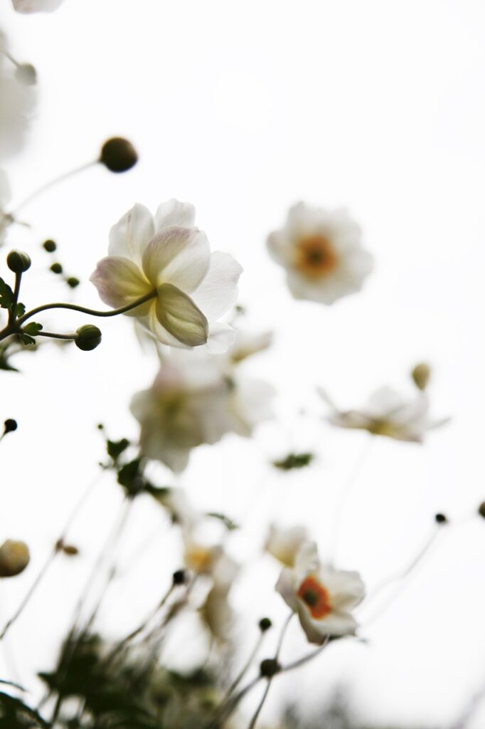 white, flower wallpaper, flower background, flowers, beautiful flowers, nature