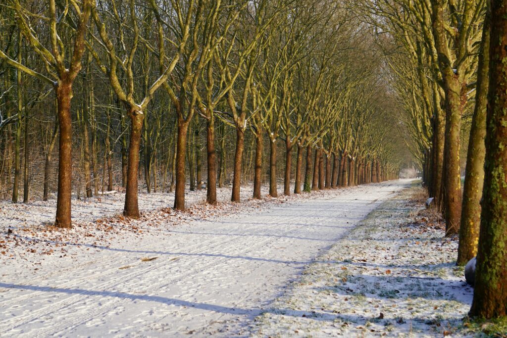 A serene snowy alley with rows of trees in winter, Paris, France.